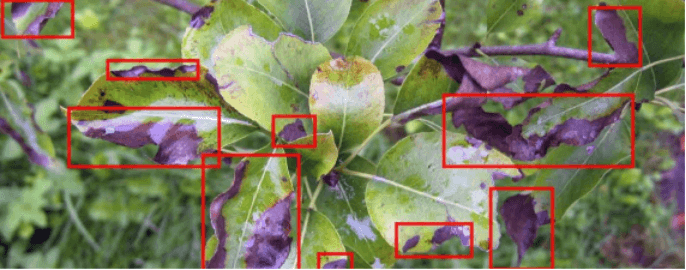 crop disease detection