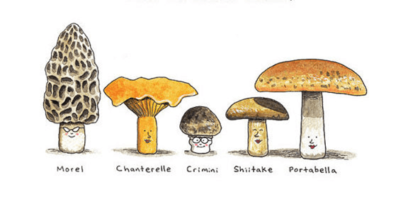 mushroom classification project idea for data mining